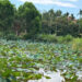 Hoa sen